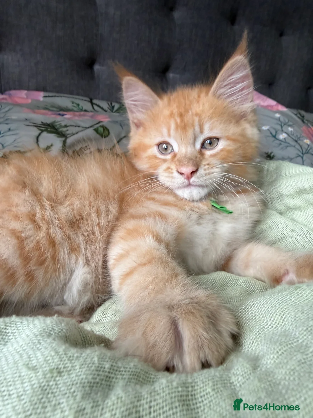 Maine Coon cats for sale: 7 mainecoon cross kittens in Kingsbridge - Advert 2