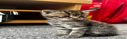Mixed Breed cats for sale: Kittens for sale🐈‍⬛🐈 - Advert 4