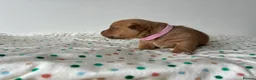 Jack Russell dogs for sale: Miniature Jack Russell’s looking for new homes  - Advert 6
