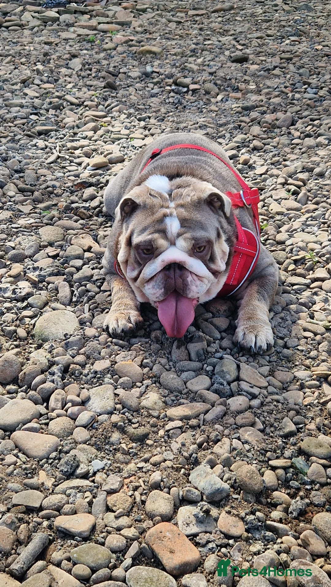 English Bulldog dogs for sale: Dwkc english bulldog boy  - Advert 2
