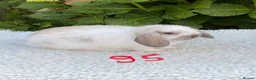 Mini Lop rabbits for sale: Pure bred mini lops baby rabbits . - Advert 11