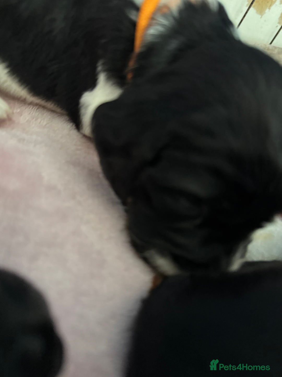 Sprocker dogs for sale: Beautiful Sprocker spaniel puppies ALL GIRLS - Image 6