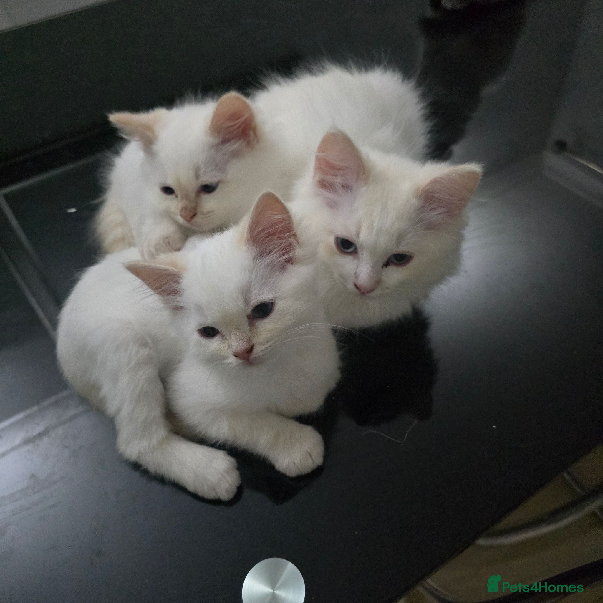 Ragdoll cats Gorgeous Ragdoll Kittens... READY TO LEAVE NOW! - Advert 10