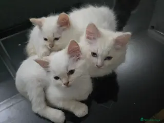 Ragdoll cats Gorgeous Ragdoll Kittens... READY TO LEAVE NOW! - Advert 9