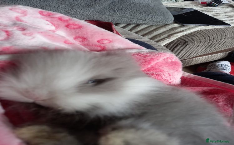 Lionhead rabbits - Advert 5