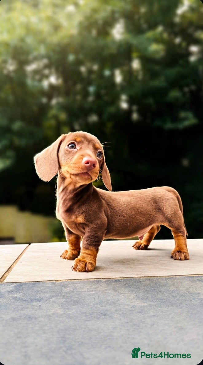 Miniature Dachshund dogs Stunning. KC. Miniature Dachshunds. PRA clear. - Advert 7