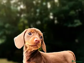 Miniature Dachshund dogs Stunning. KC. Miniature Dachshunds. PRA clear. - Advert 7