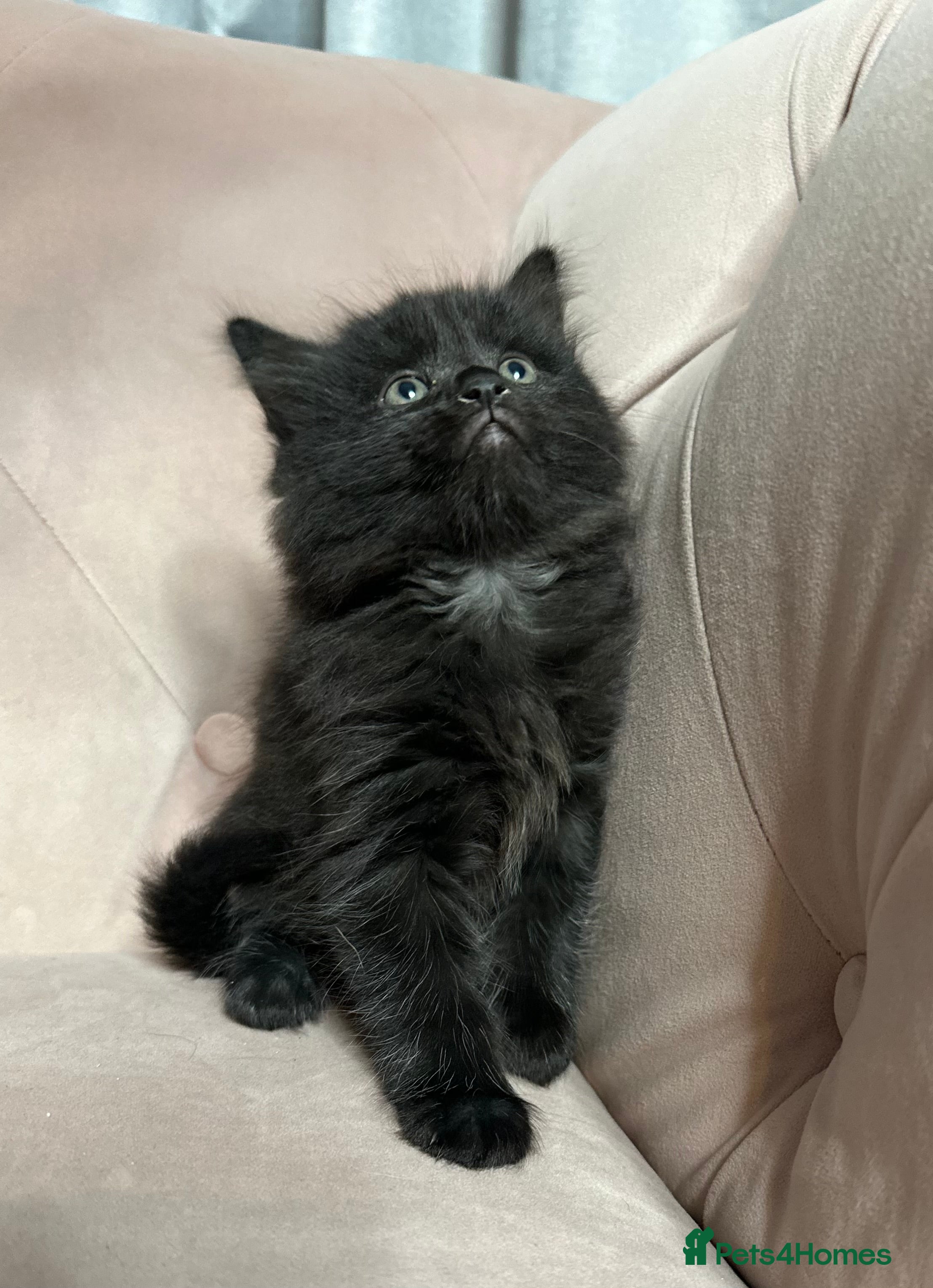 Mixed Breed cats Mixed breed kitten, one boy left  - Advert 1