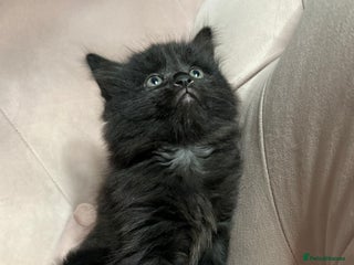 Mixed Breed cats Mixed breed kitten, one boy left - Advert 2