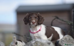 English Springer Spaniel dogs for sale: English springer spaniels  - Image 14