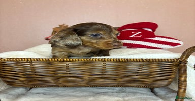 Miniature Dachshund dogs Champion Longhaired Miniature Dachshund Puppies - Advert 2