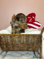 Miniature Dachshund dogs Champion Longhaired Miniature Dachshund Puppies - Advert 6