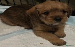 Mixed Breed dogs for sale: Beautiful Little Frocker female ready now  - Advert 3