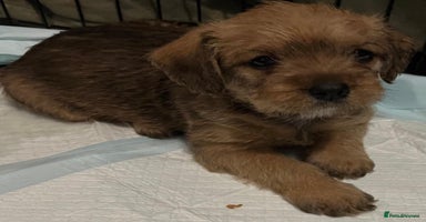 Mixed Breed dogs Beautiful Little Frocker female ready now  - Advert 2