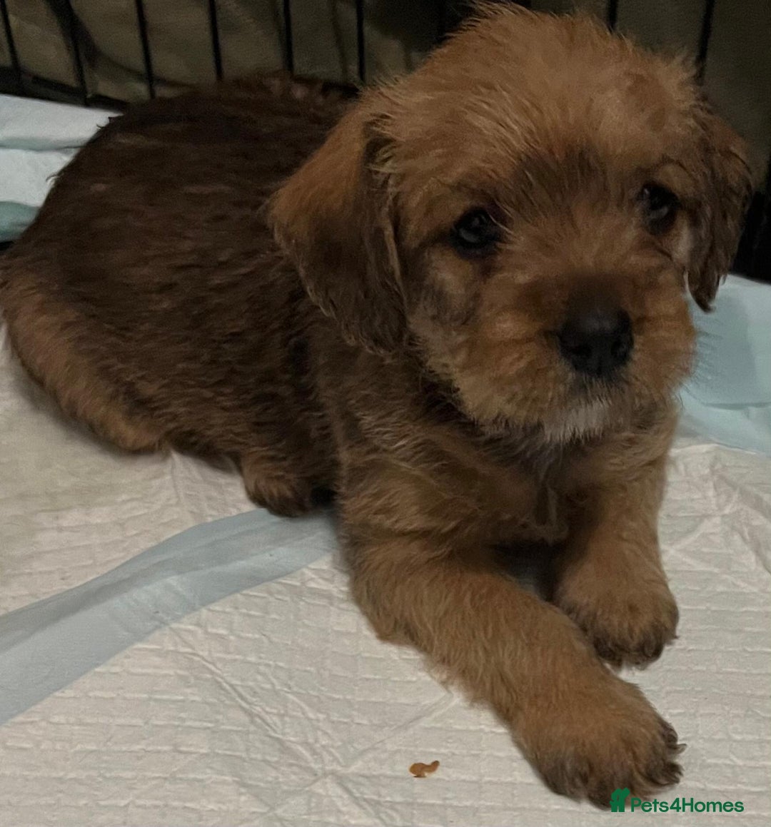 Mixed Breed dogs for sale: Beautiful Little Frocker female ready now  - Advert 3