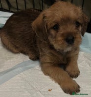 Mixed Breed dogs Beautiful Little Frocker female ready now - Advert 4