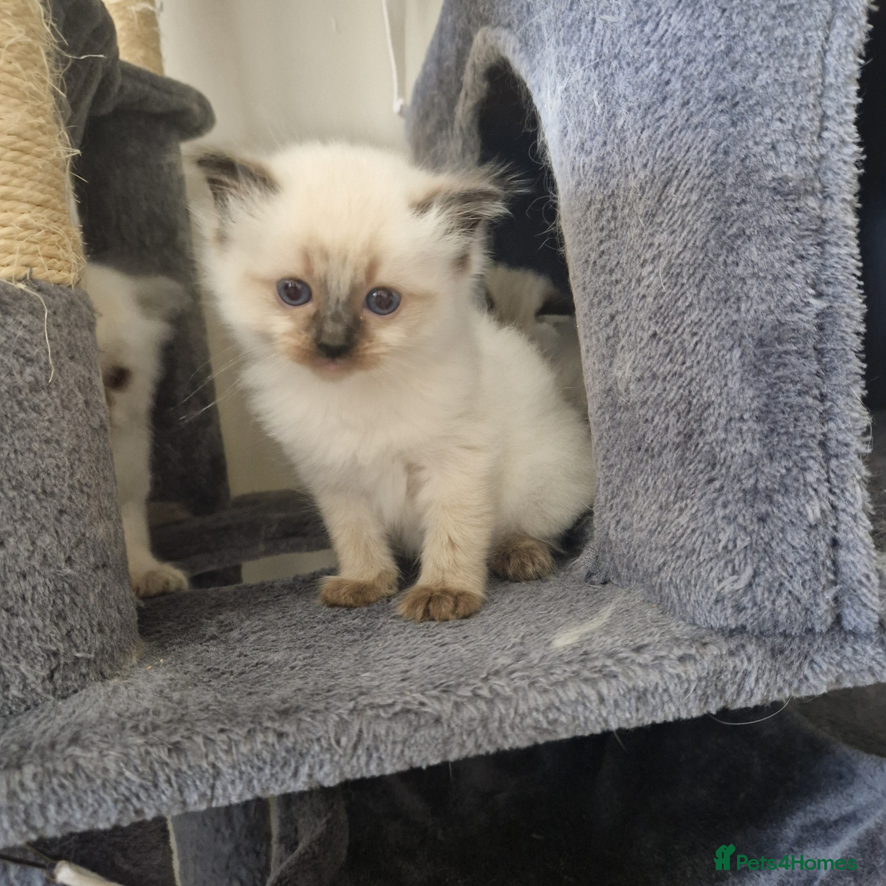 Ragdoll cats Pure Bred Ragdoll Kittens - Advert 2