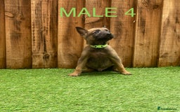 Belgian Shepherd Dog dogs for sale: Beautiful Belgium Malinois pups for sale  - Image 20
