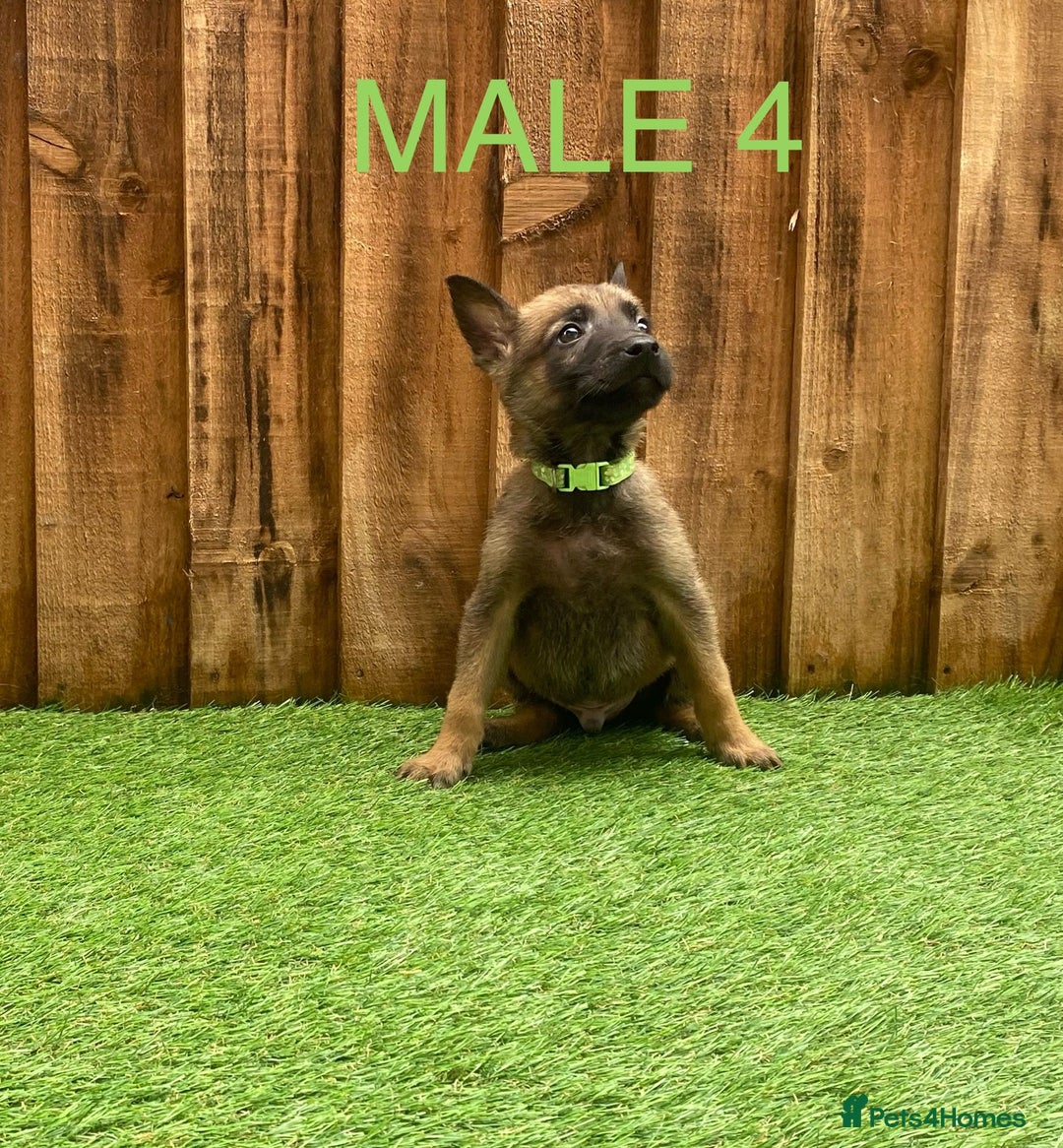 Belgian Shepherd Dog dogs for sale: Beautiful Belgium Malinois pups for sale  - Image 20