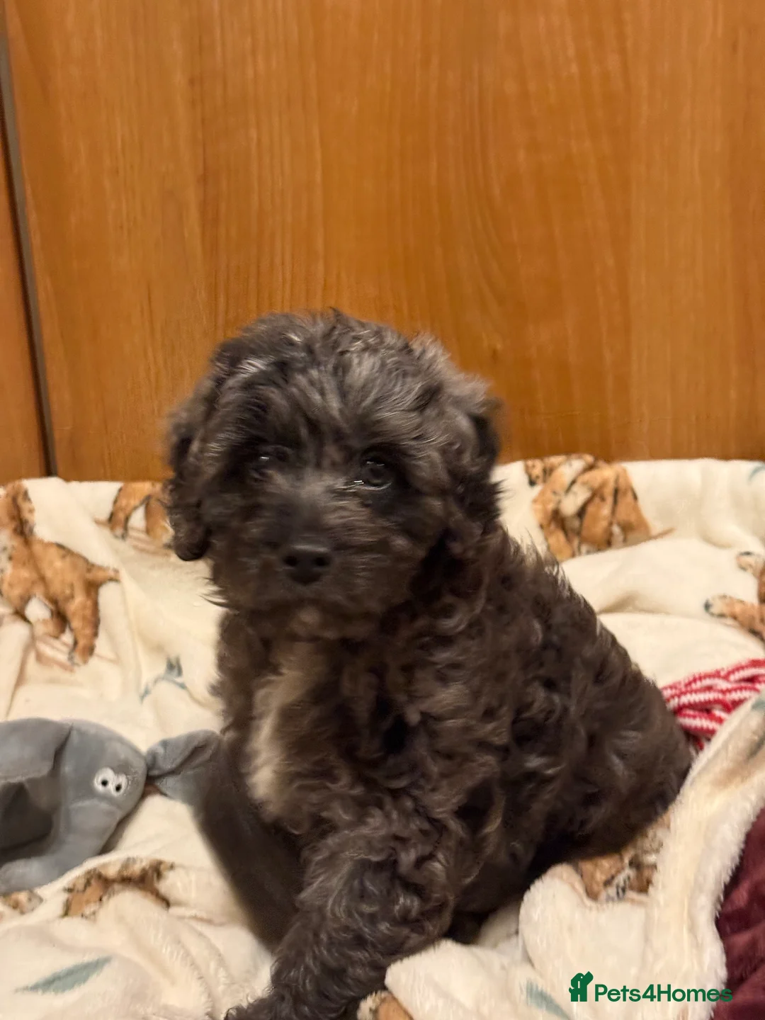 Cavapoo dogs for sale: 5 pups for sale - Advert 7
