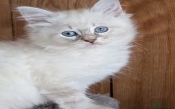 Siberian cats for sale: Kitty Neva Masguerade  - Image 5