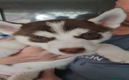 Siberian Husky dogs for sale: Siberian Husky for sale - Image 3