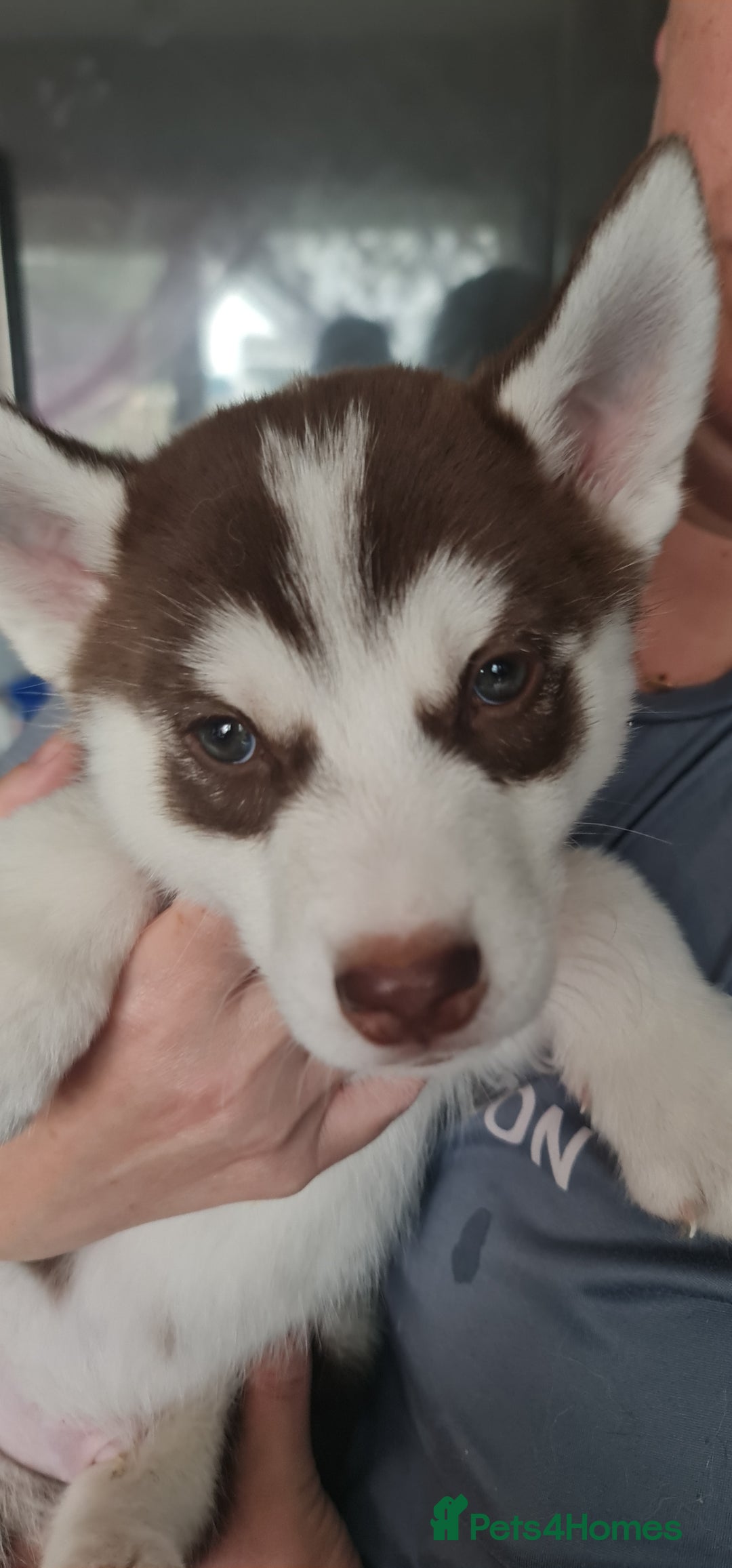 Siberian Husky dogs for sale: Siberian Husky for sale - Image 3