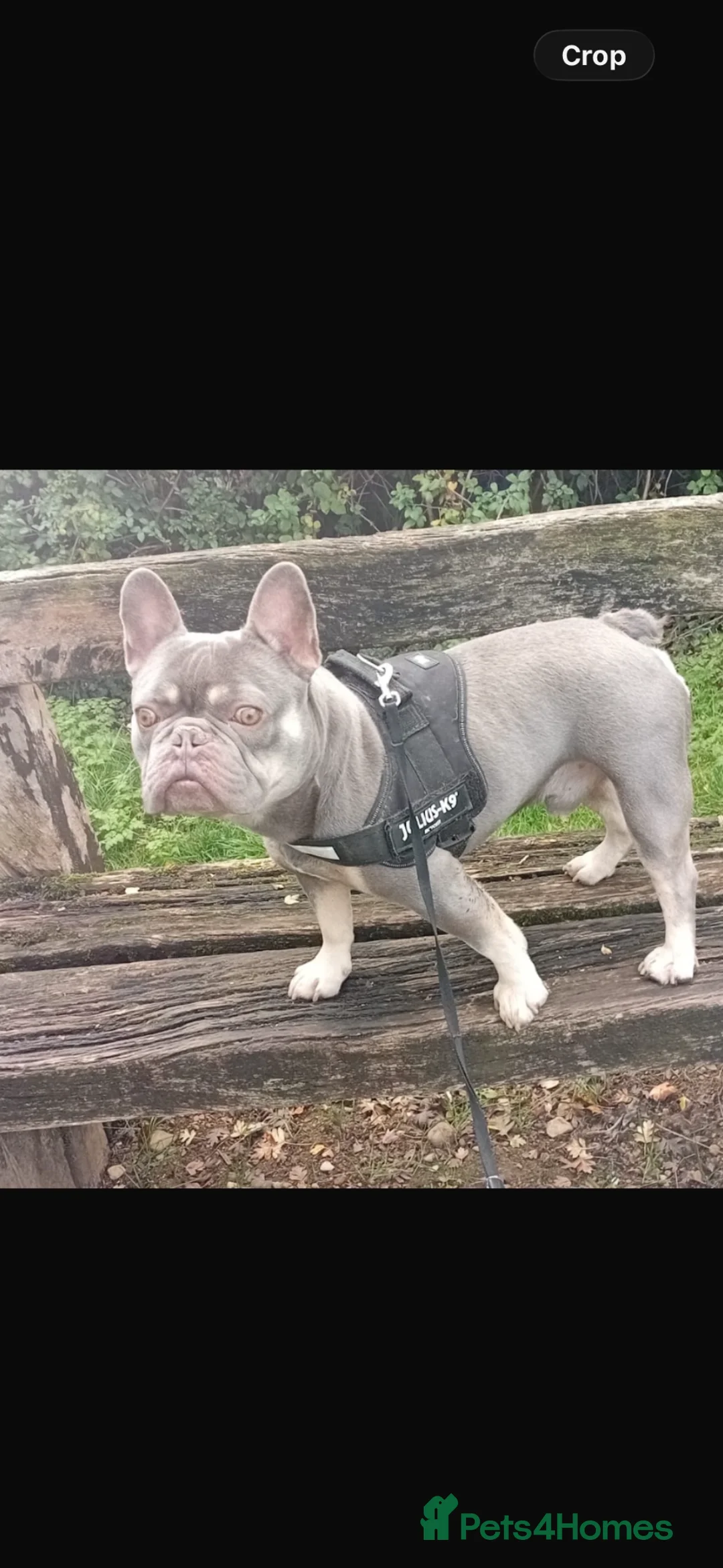 French Bulldog dogs for sale: Beautiful boy  in Bicester - Advert 2