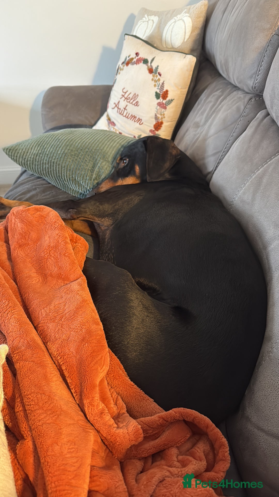 Dobermann dogs for sale: Wonderful Doberman for unfortunate adoption  - Advert 4