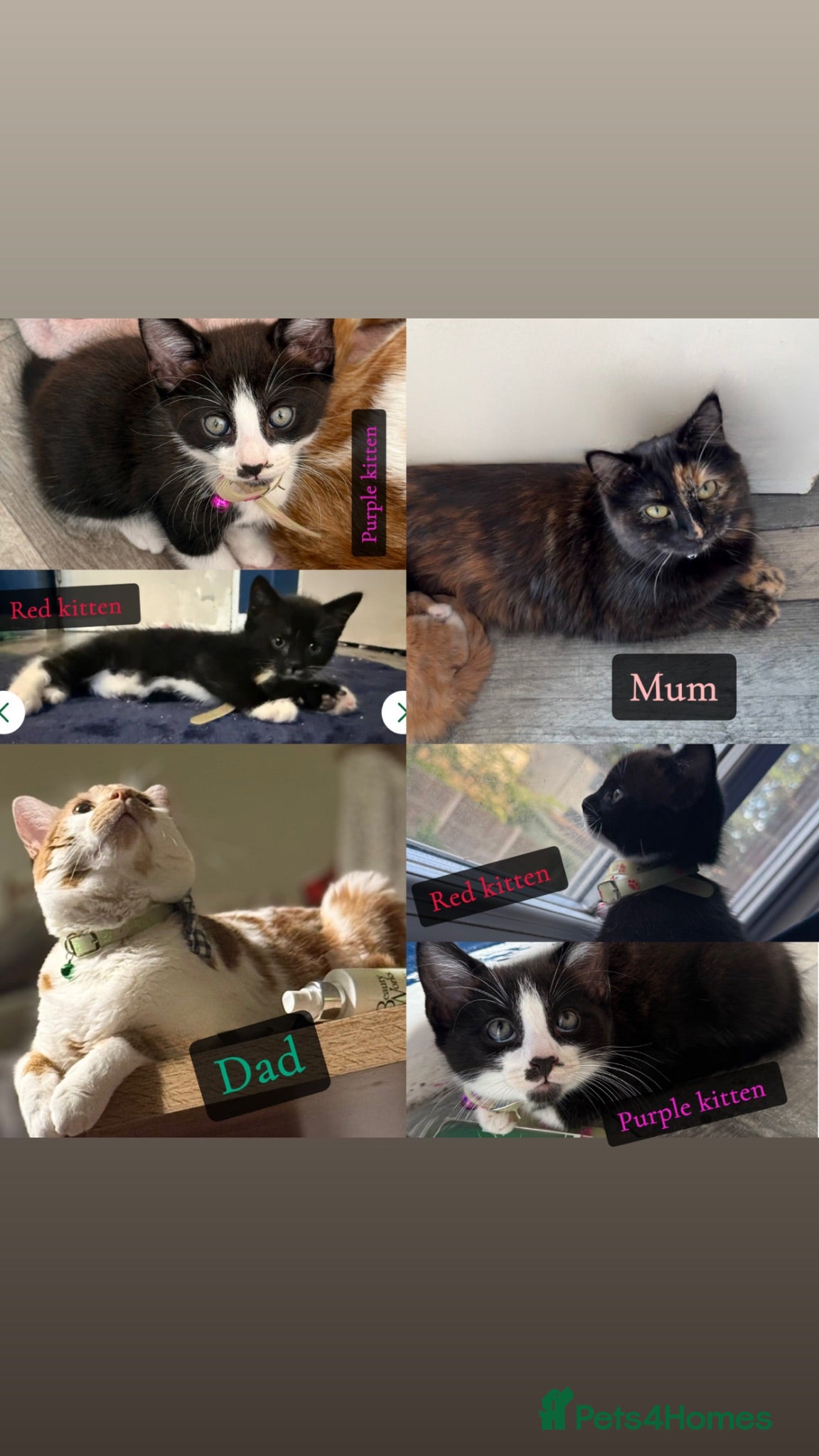 Mixed Breed cats Last 2 male kittens - ready now  - Advert 12
