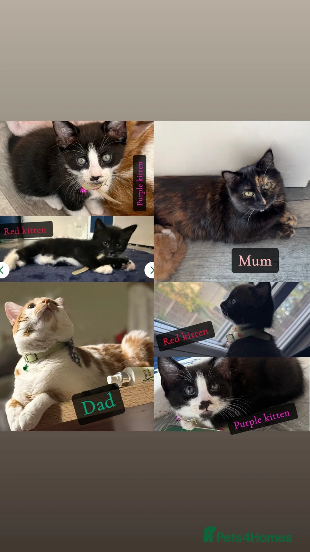 Mixed Breed cats for sale: Last 2 male kittens - ready now  - Advert 1