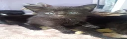 Mixed Breed cats for sale: Tabby, all black and black and white kittens   - Advert 4