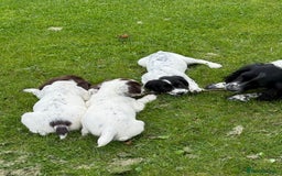 English Springer Spaniel dogs for sale: Springer spaniel puppies for sale  - Image 36