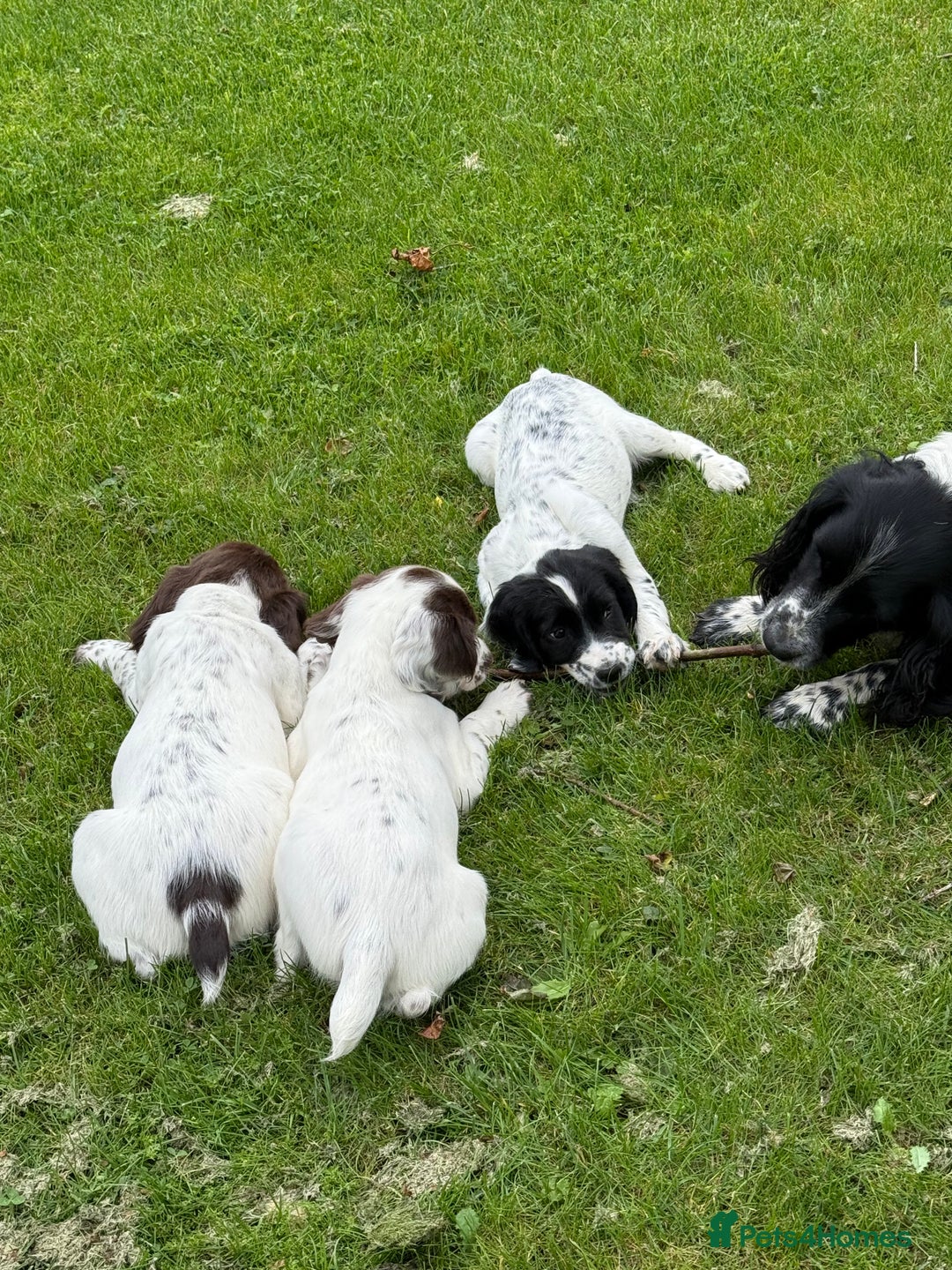 English Springer Spaniel dogs for sale: Springer spaniel puppies for sale  - Image 36