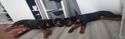 Rottweiler dogs for sale: Pair of rottweiler bitches - Advert 8