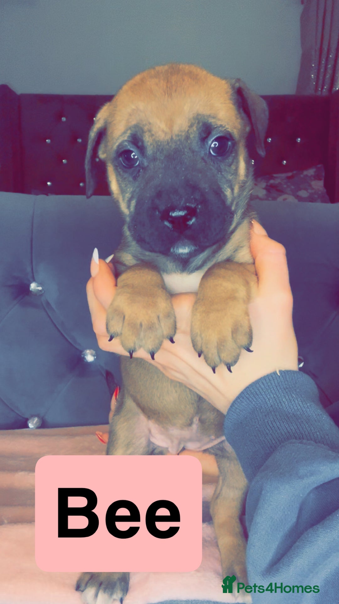 Mixed Breed dogs for sale: Mastiff puppies - Advert 6