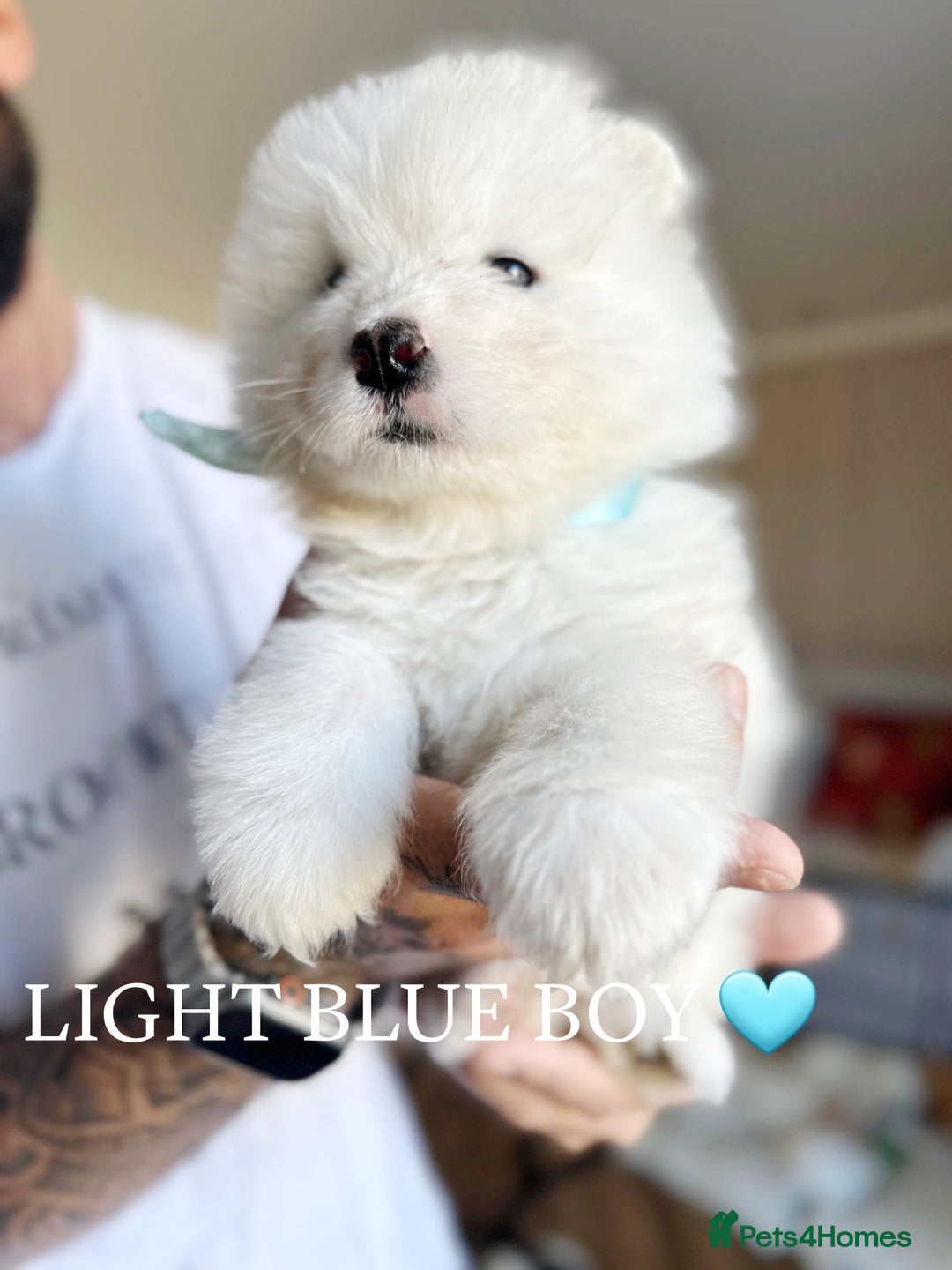 Samoyed dogs for sale: Samoyed puppies KC Registered Champions Bloodline  - Image 7