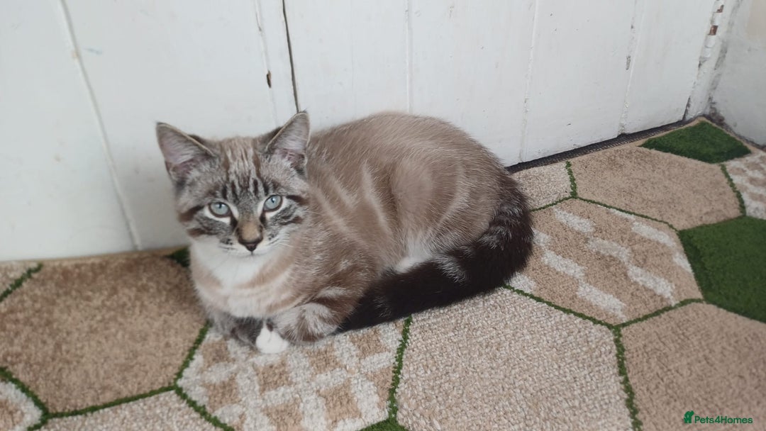 British Shorthair cats for sale: Beautiful british short hair mix kitten - Advert 1