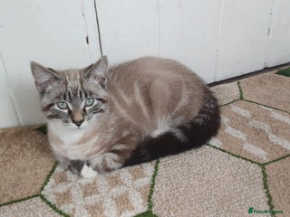 British Shorthair cats Beautiful british short hair mix kitten - Advert 2