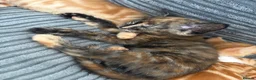 Mixed Breed cats for sale: 2 female kittens  in Great Yarmouth - Advert 9