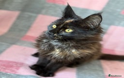 Maine Coon cats for sale: European Blood Lines GCCF Reg Main Coon Kittens  - Image 8