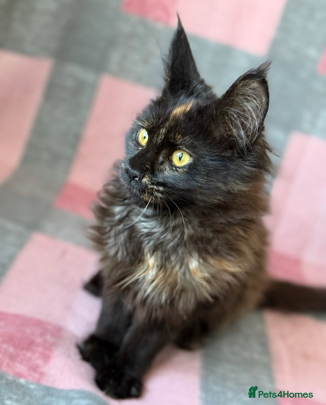 Maine Coon cats for sale: European Blood Lines GCCF Reg Main Coon Kittens  - Image 8