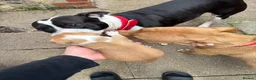 Mixed Breed dogs for sale: Bully manya pupy  - Advert 16