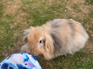 Mini Lion Lop rabbits - Advert 7