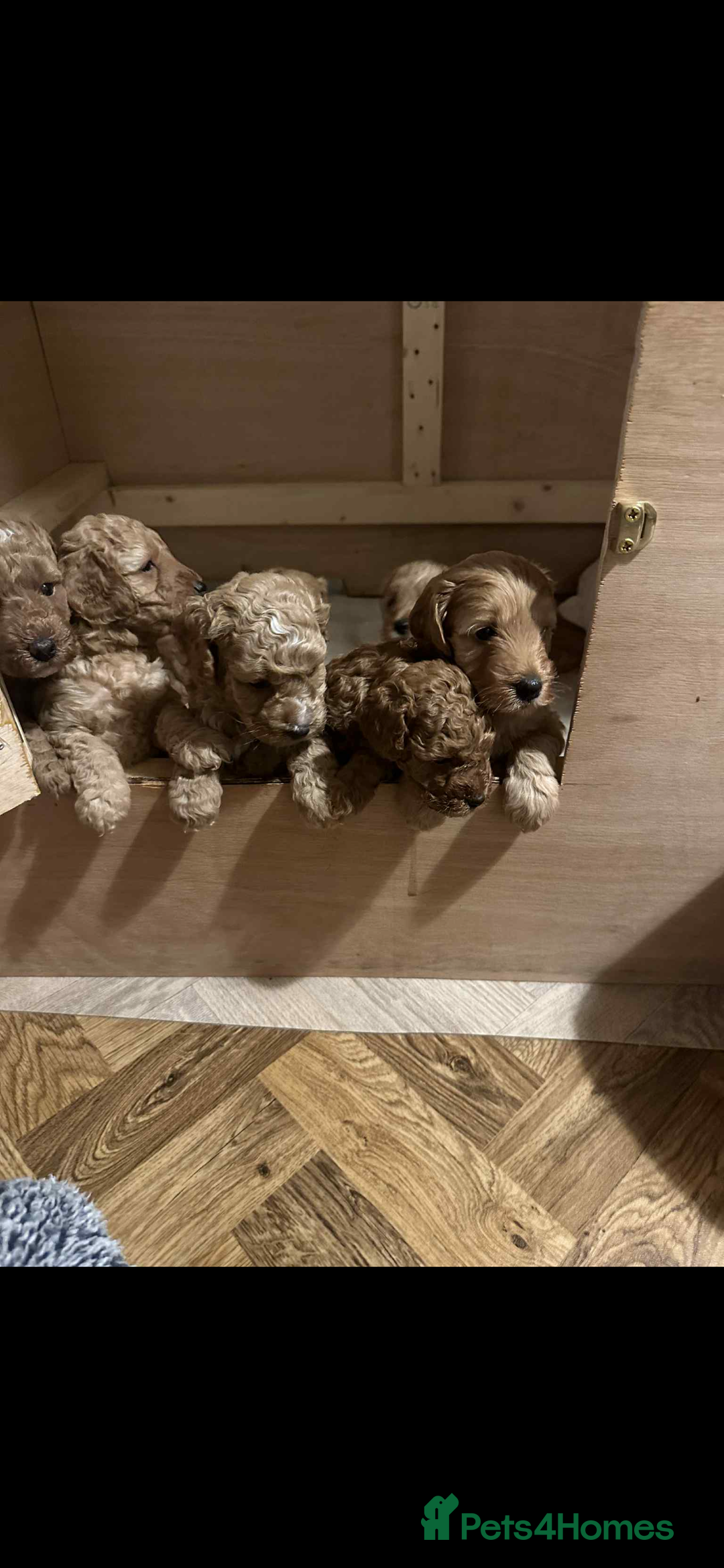 Cockapoo dogs for sale: Cockerpoo FB1 - Image 2
