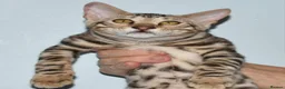 Toyger cats for sale: OUTSTANDING PEDIGREE SILVER TOYGER CUB - Advert 2