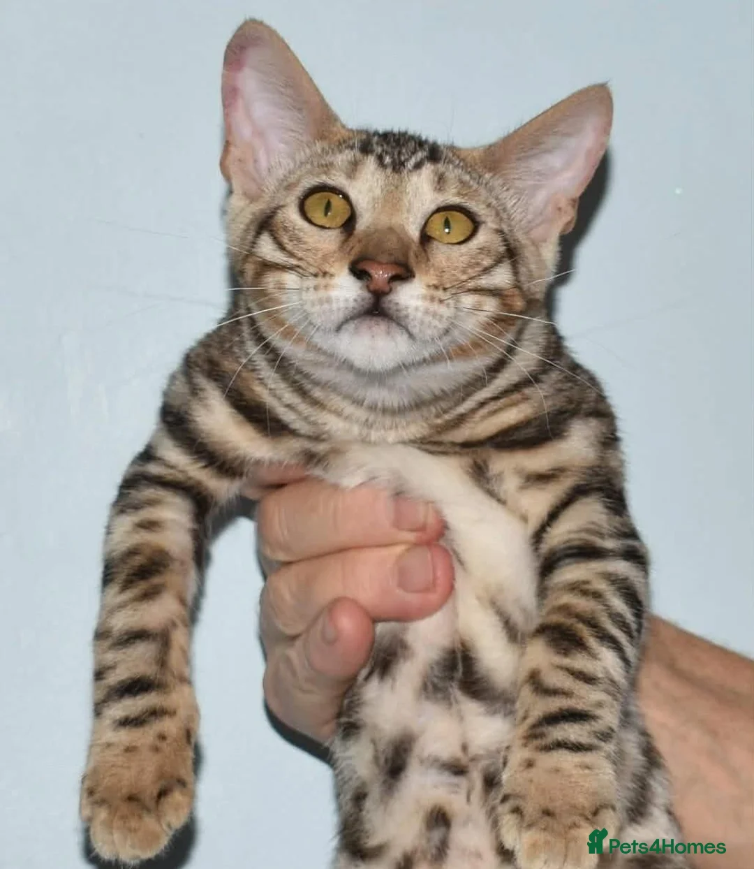 Toyger cats for sale: OUTSTANDING PEDIGREE SILVER TOYGER CUB - Advert 2