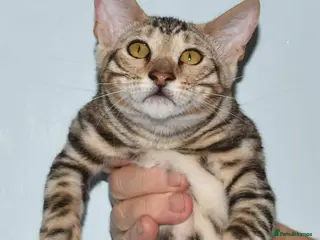 Toyger cats OUTSTANDING PEDIGREE SILVER TOYGER CUB - Advert 2