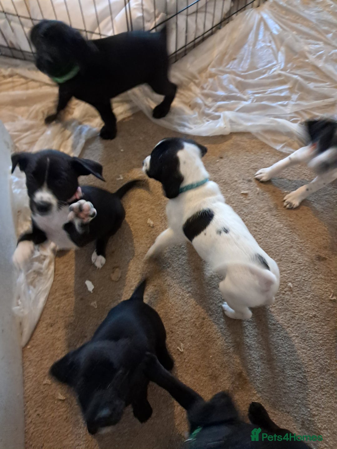 Mixed Breed dogs for sale: Lurch x jackapoo - Advert 5