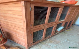 Guinea Pig rodents for sale: Two gorgeous friendly adult female guinea pigs - Image 10